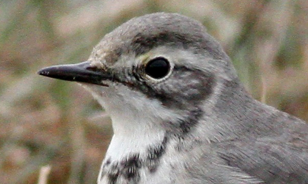 How to record rare birds