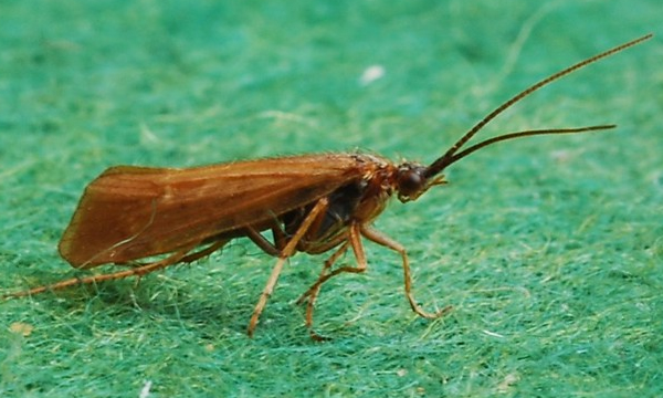 Caddisfly Petros Pete Flickr