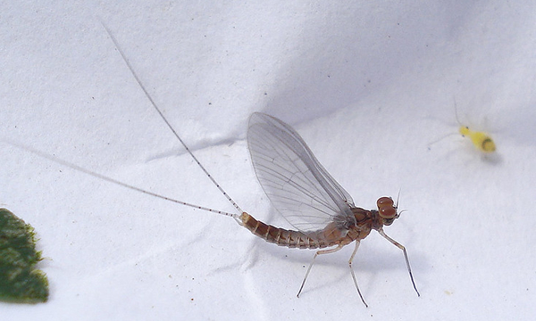 Mayfly Mick Talbot Flickr
