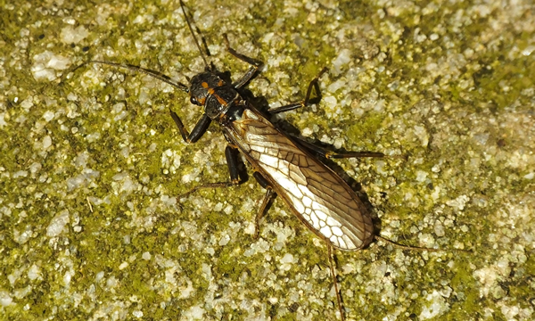 Orange-striped Stonefly Diggleken Flickr