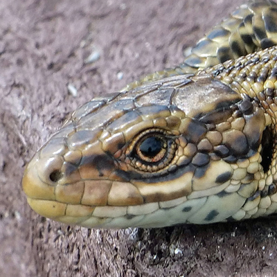 Reptiles & Amphibians