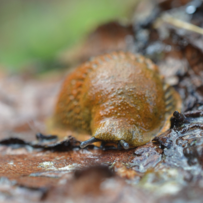 Molluscs