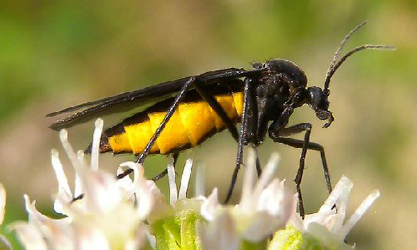 Flies 